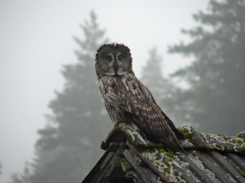 Lapinp�ll� Strix nebulosa