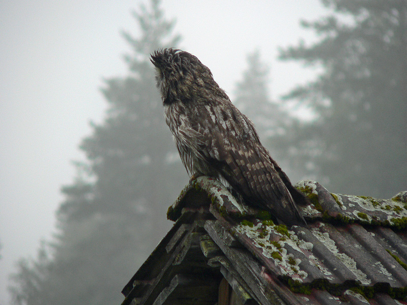 Lapinp�ll� Strix nebulosa