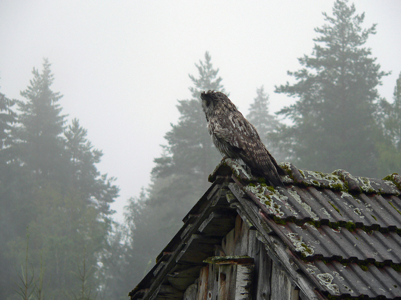 Lapinp�ll� Strix nebulosa