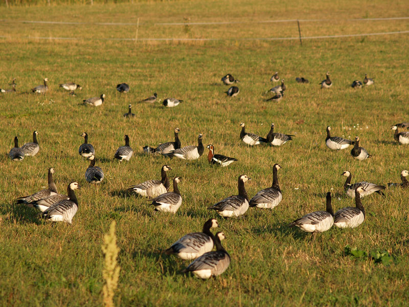 Punakaulahanhi valkoposkihanhien keskell�