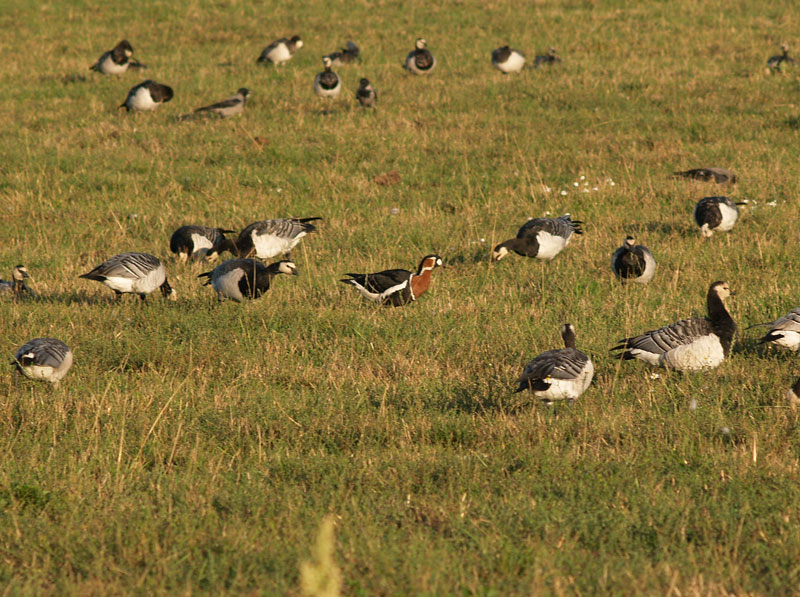 Punakaulahanhi valkoposkihanhien keskell�