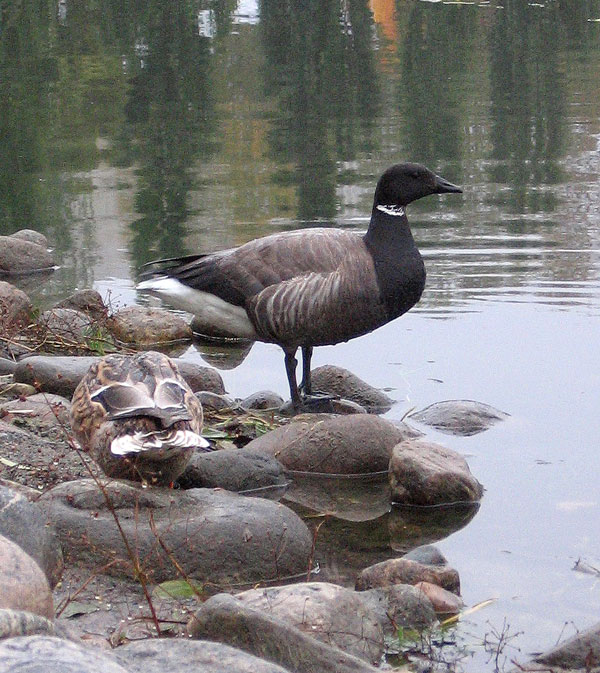 Sepelhanhi Branta bernicla