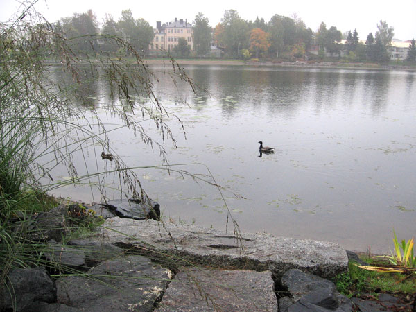 Sepelhanhi Branta bernicla