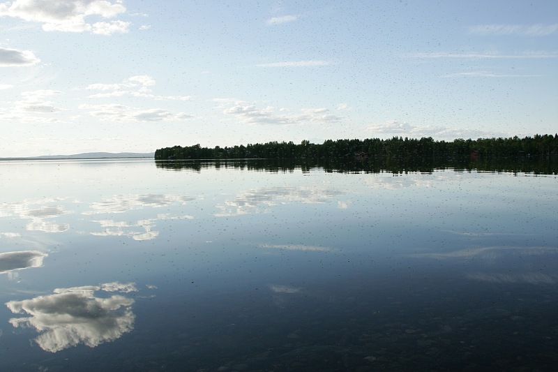 Onpas komea selk�, eik� yht��n lintua