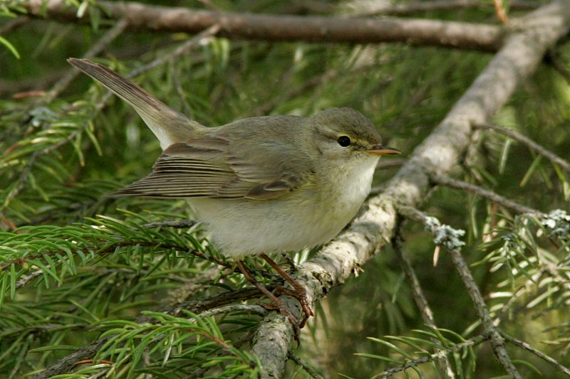 Pajulintu