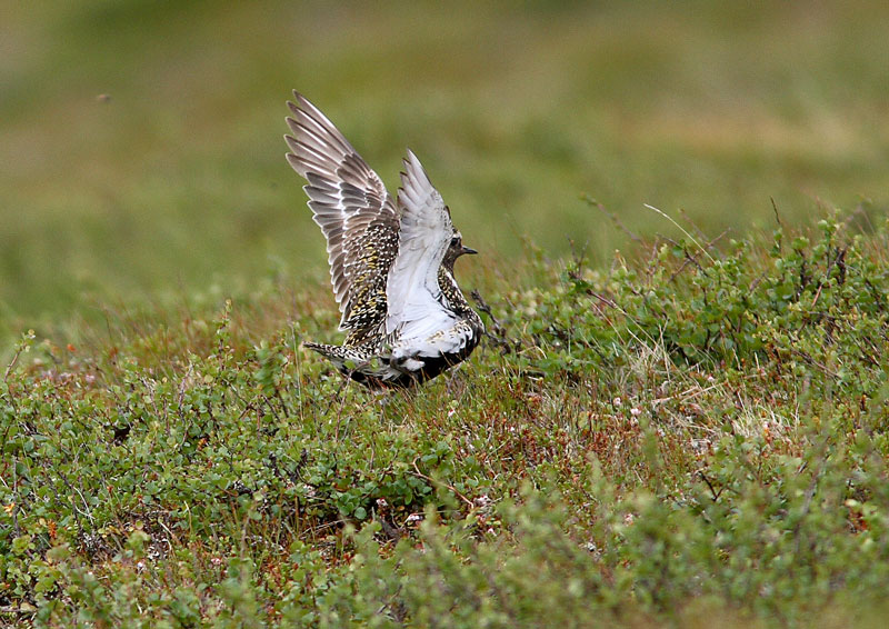 Kapustarinta