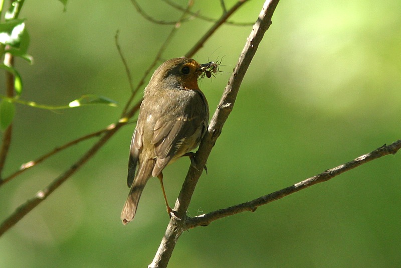 Punarinta
