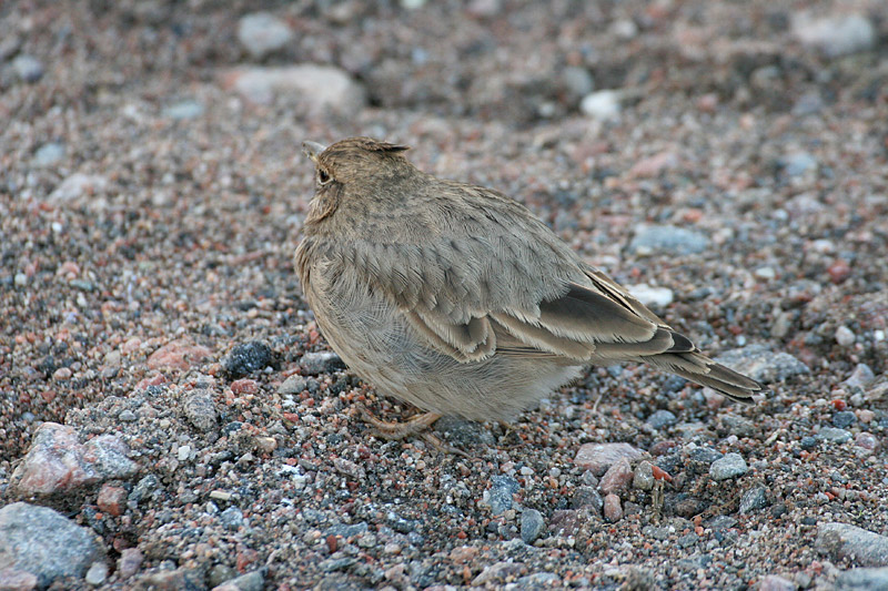 Tyhtkiuru