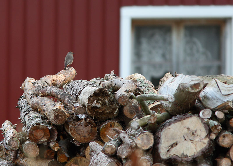Mustalepplintu