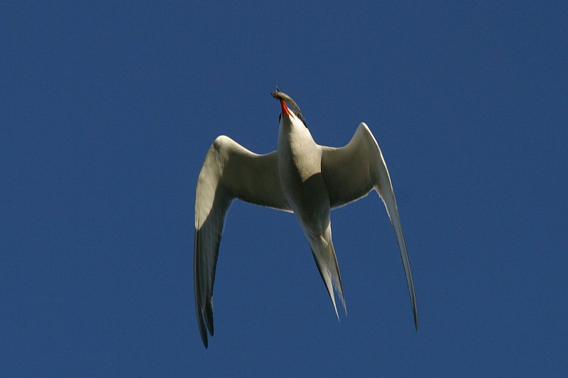 Kalatiira
