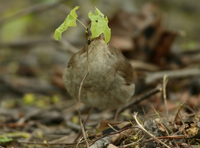 Satakieli, Thrush Nightingale