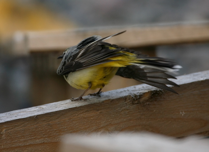 Virtavstrkki, Grey Wagtail