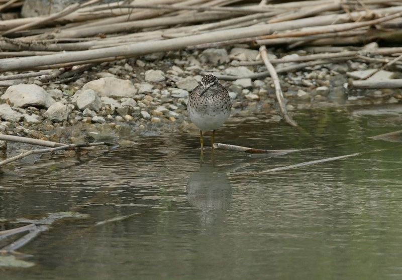 Liro, Wood Sandpiper