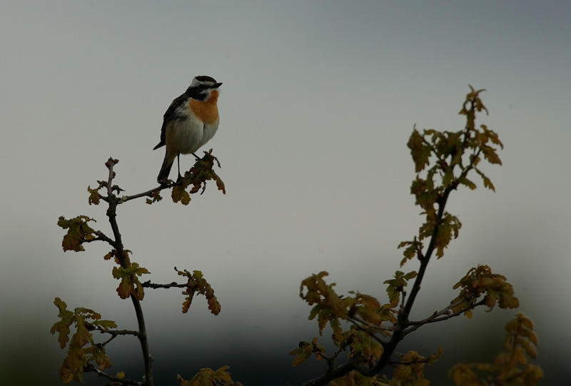 Pensastasku, Whinchat