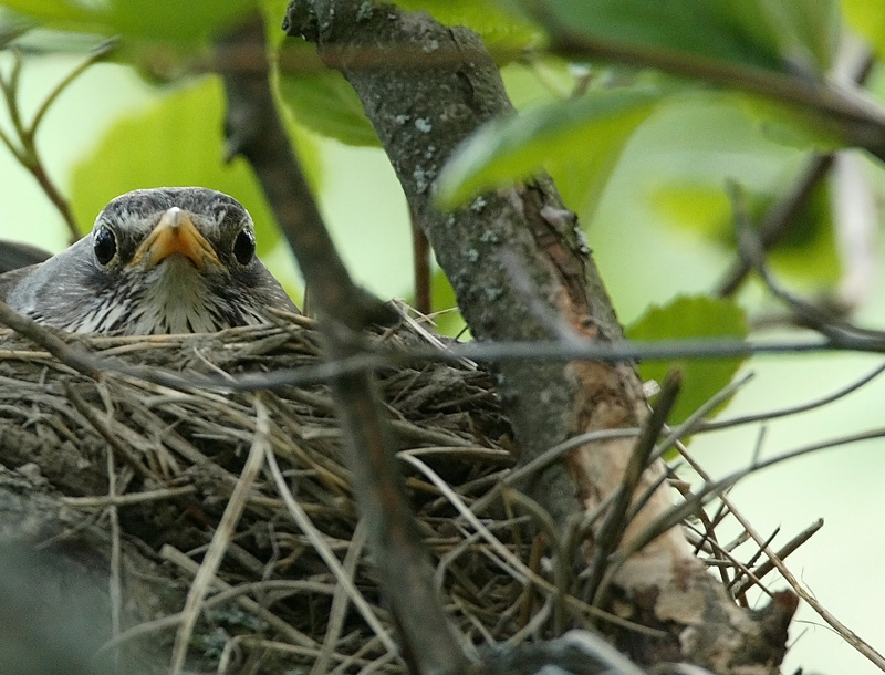 Rkttirastas, Fieldfare