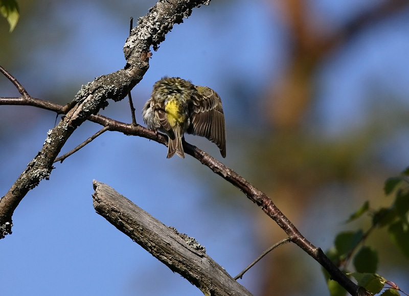 Keltahemppo, European Serin