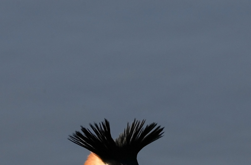 Silkkiuikku, Great Crested Grebe