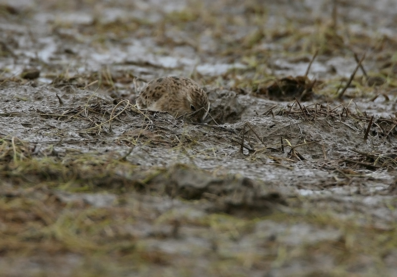 Lapinsirri, Temminck's Stint