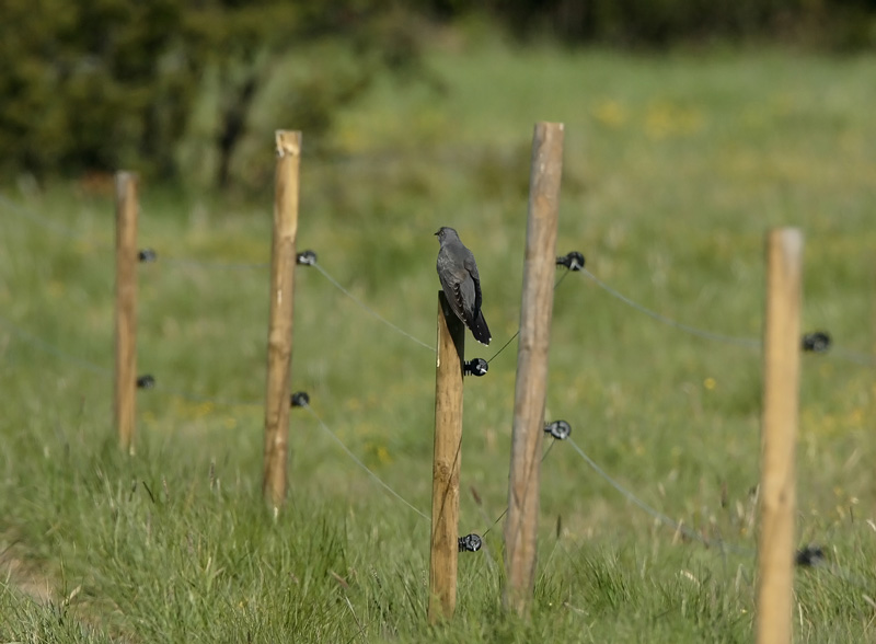 Kki, Common Cuckoo
