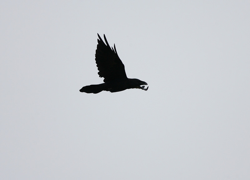 Korppi Corvus corax