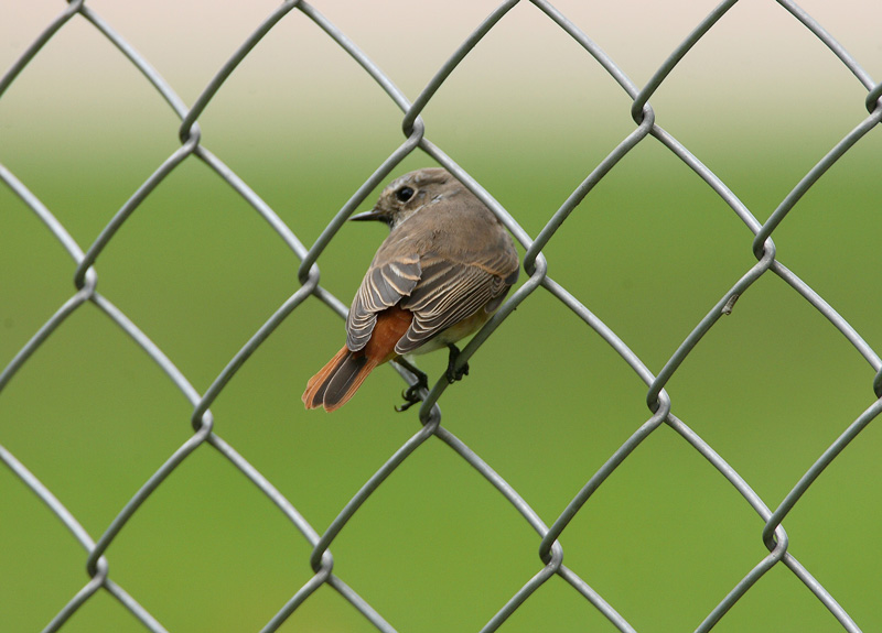 Lepplintu Phoenicurus phoenicurus