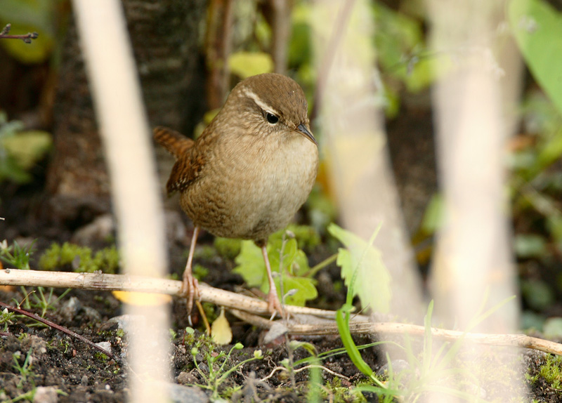 Peukaloinen Troglodytes troglodytes