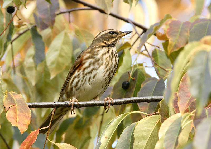 Punakylkirastas Turdus iliacus