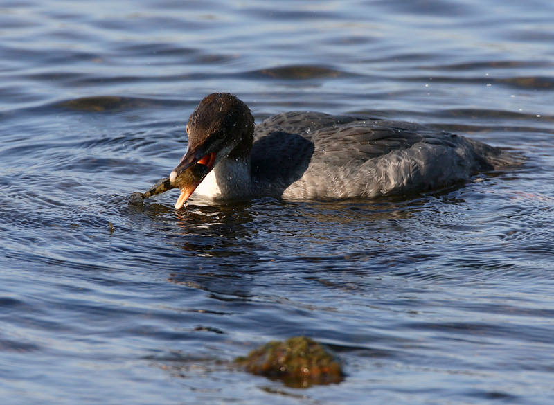 Isokoskelo Mergus merganser 