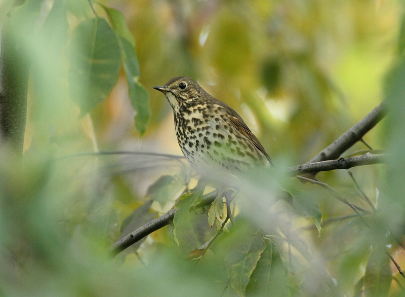 Laulurastas Turdus philomelos