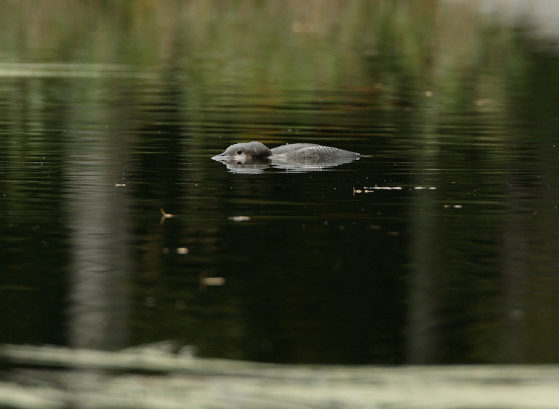 Kuikka Gavia arctica