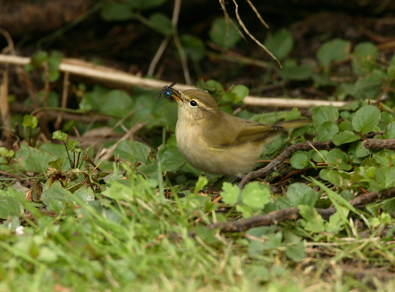 Tiltaltti Phylloscopus collybita