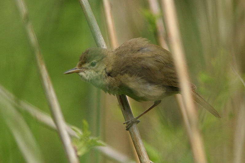 Viitakerttunen (Acrocephalus dumetorum)