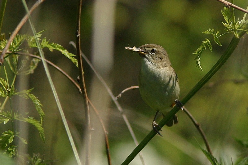 Viitakerttunen (Acrocephalus dumetorum)