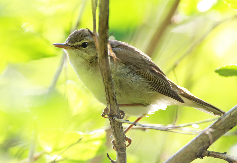 Viitakerttunen Blyth�s Reed Warbler (Acrocephalus dumetorum)