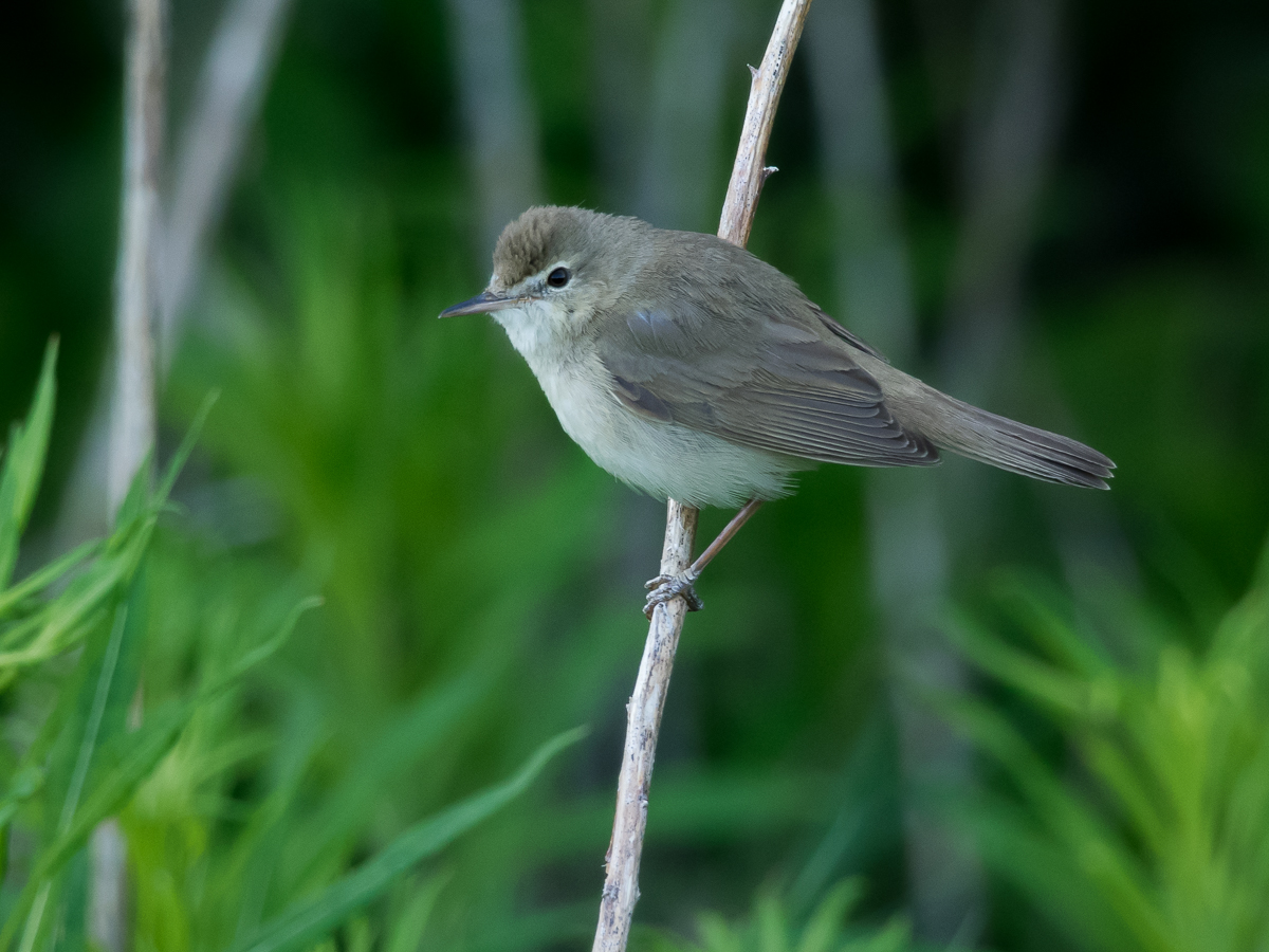 Viitakerttunen Blyth�s Reed Warbler (Acrocephalus dumetorum)