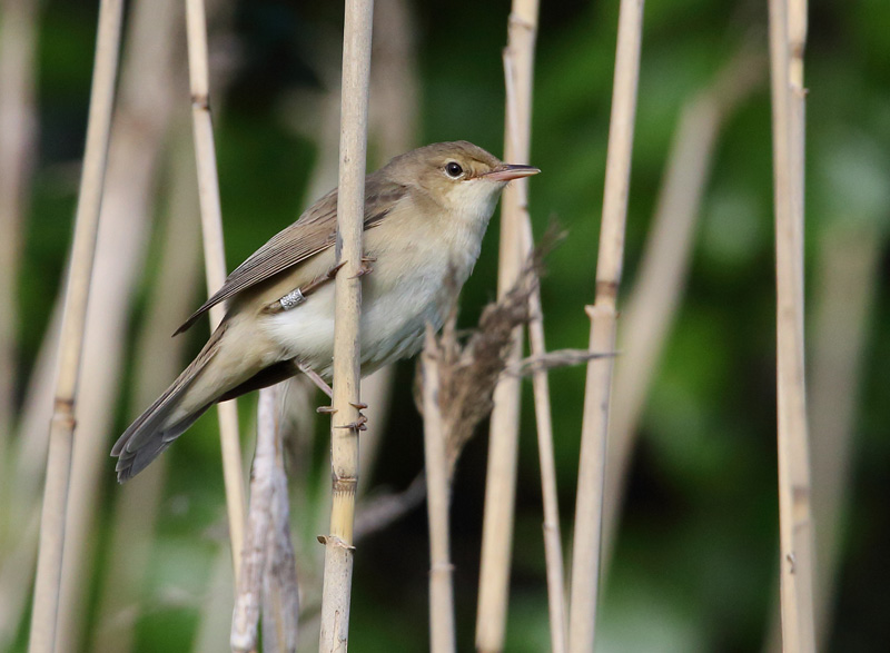 Luhtakerttunen Marsh Warbler (Acrocephalus palustris)