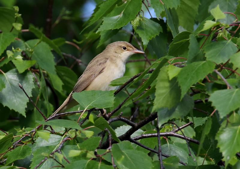 Luhtakerttunen Marsh Warbler (Acrocephalus palustris)