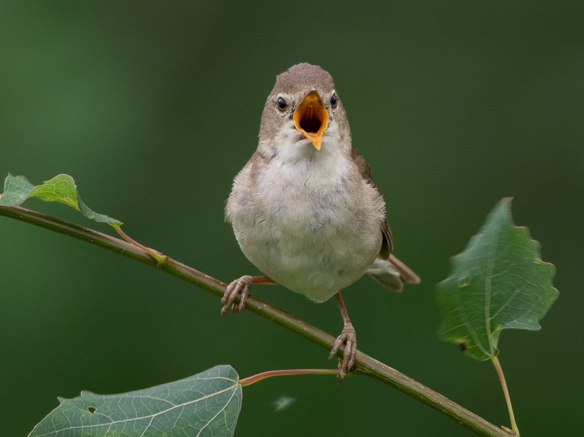 Luhtakerttunen Marsh Warbler (Acrocephalus palustris)