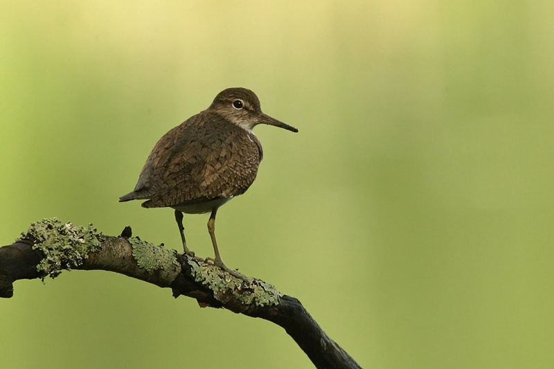 Rantasipi, Common Sandpiper (Actitis hypoleucos)
