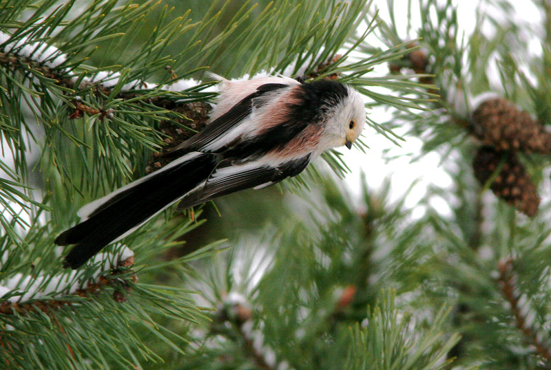 Pyrst�tiainen, Long-tailed Tit (Aegithalos caudatus)