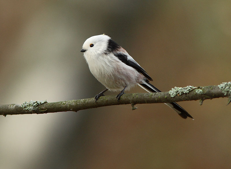 Pyrst�tiainen, Long-tailed Tit (Aegithalos caudatus)