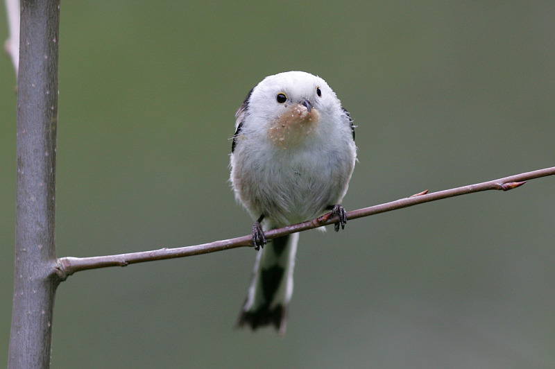 Pyrst�tiainen, Long-tailed Tit (Aegithalos caudatus)