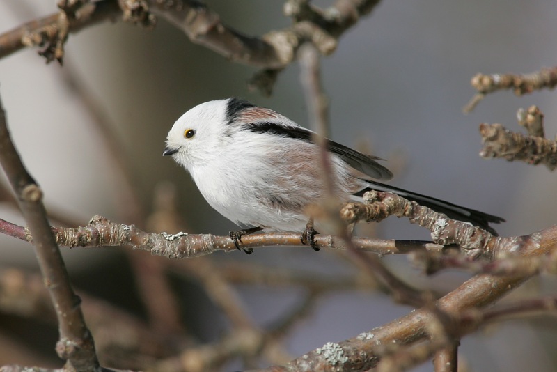 Pyrst�tiainen, Long-tailed Tit (Aegithalos caudatus)