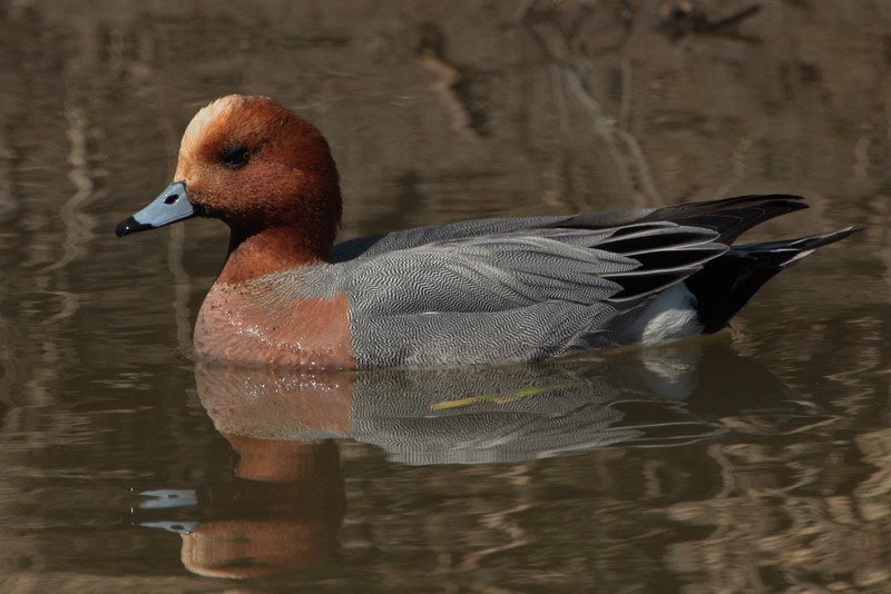 Haapana Wigeon (Anas penelope)