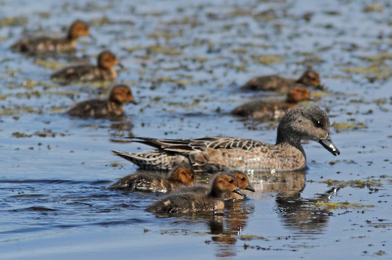 Haapana Wigeon (Anas penelope)