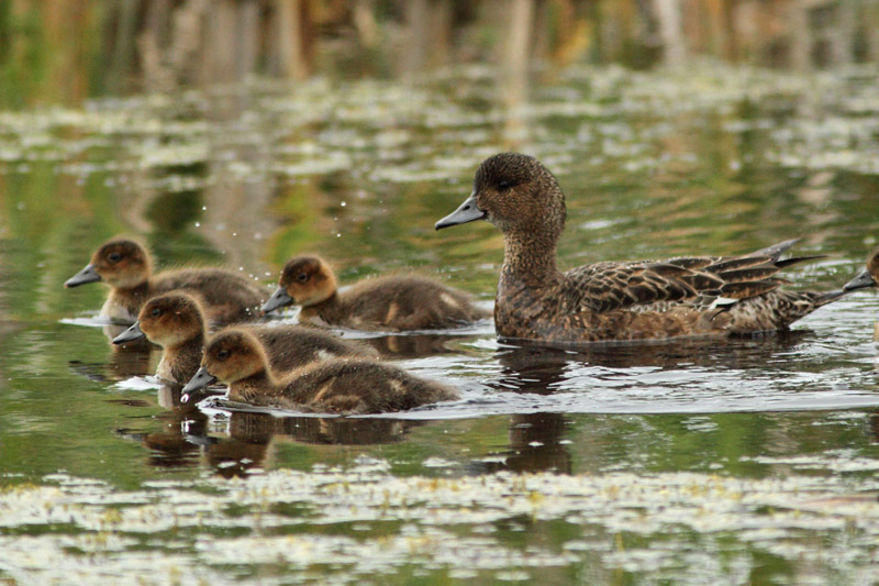 Haapana Wigeon (Anas penelope)