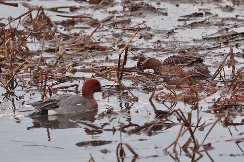 Haapana Wigeon (Anas penelope)
