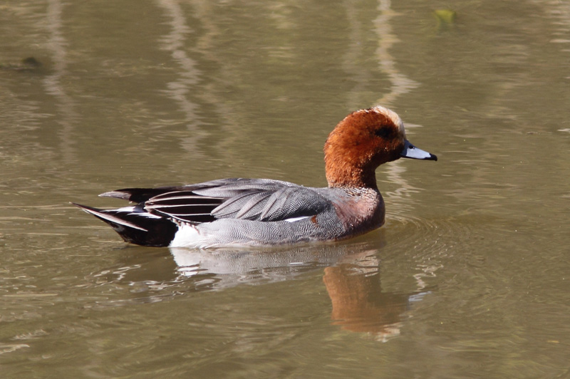 Haapana Wigeon (Anas penelope)