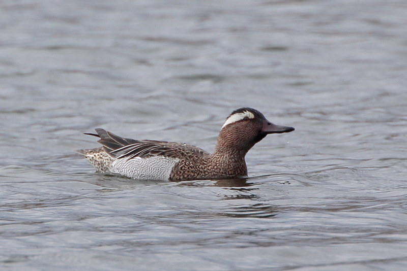 Heinaetavi (Anas querquedula)