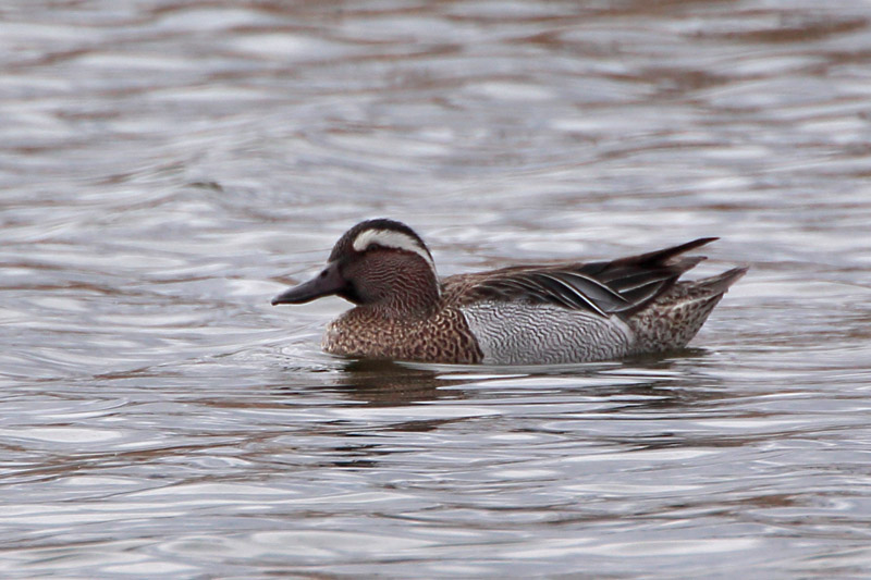 Heinaetavi (Anas querquedula)
